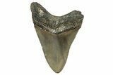 Serrated, Fossil Megalodon Tooth - North Carolina #338557-1